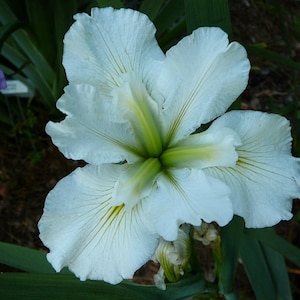 Acadian Miss Iris (Iris Louisiana white) plant for garden and pond | FREE SHIPPING!! | Pond Live Plants | Green Garden Corner