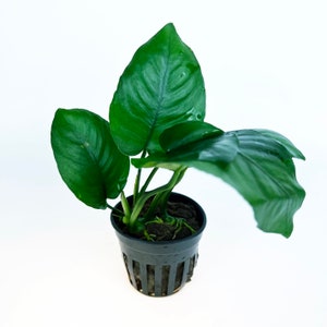 Anubias Barteri Broad Leaf 1 pot Aquatic Live Plants Perfect to all size tanks. Free Shipping Green Garden Corner image 5