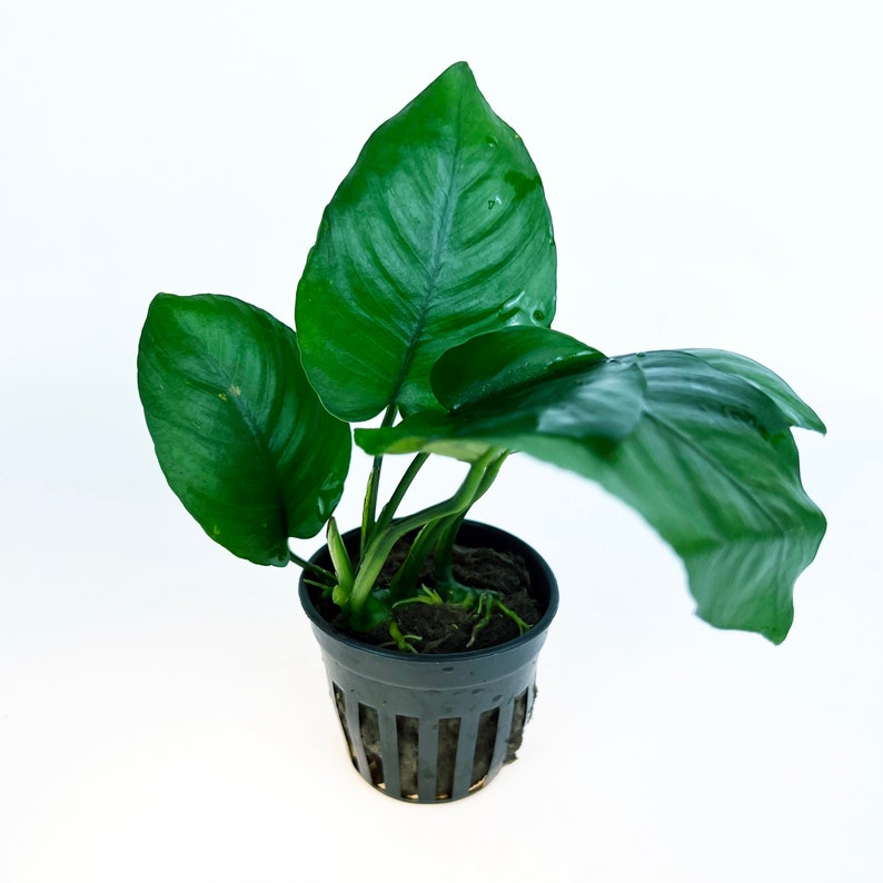 Anubias Barteri Broad Leaf 1 pot Aquatic Live Plants Perfect to all size tanks. Free Shipping Green Garden Corner image 5