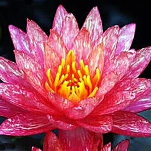 Wanvisa Water Lily: Speckled Peach-Pink Blooms, Hardy Pond Plant Tuber