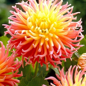 May include: A close-up of a vibrant pink and yellow dahlia flower with long, thin petals. The flower is in full bloom and has a bright yellow center.