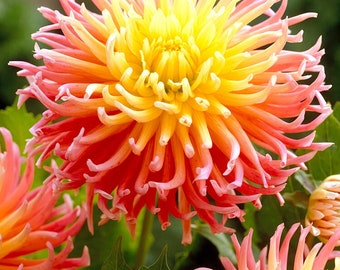 Dahlia Alfred Grille | Captivating Dahlias | Nature's Masterpiece |  Flower heads in pink and a yellow | Holland BULBS | Green Garden Corner