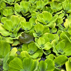 May include: A close-up view of a pond filled with vibrant green water lettuce plants. The plants have rounded, textured leaves with a lighter green hue around the edges. A single, dark lily pad is also visible.