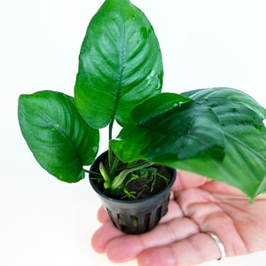 Anubias Barteri Broad Leaf 1 pot Aquatic Live Plants Perfect to all size tanks. Free Shipping Green Garden Corner image 3