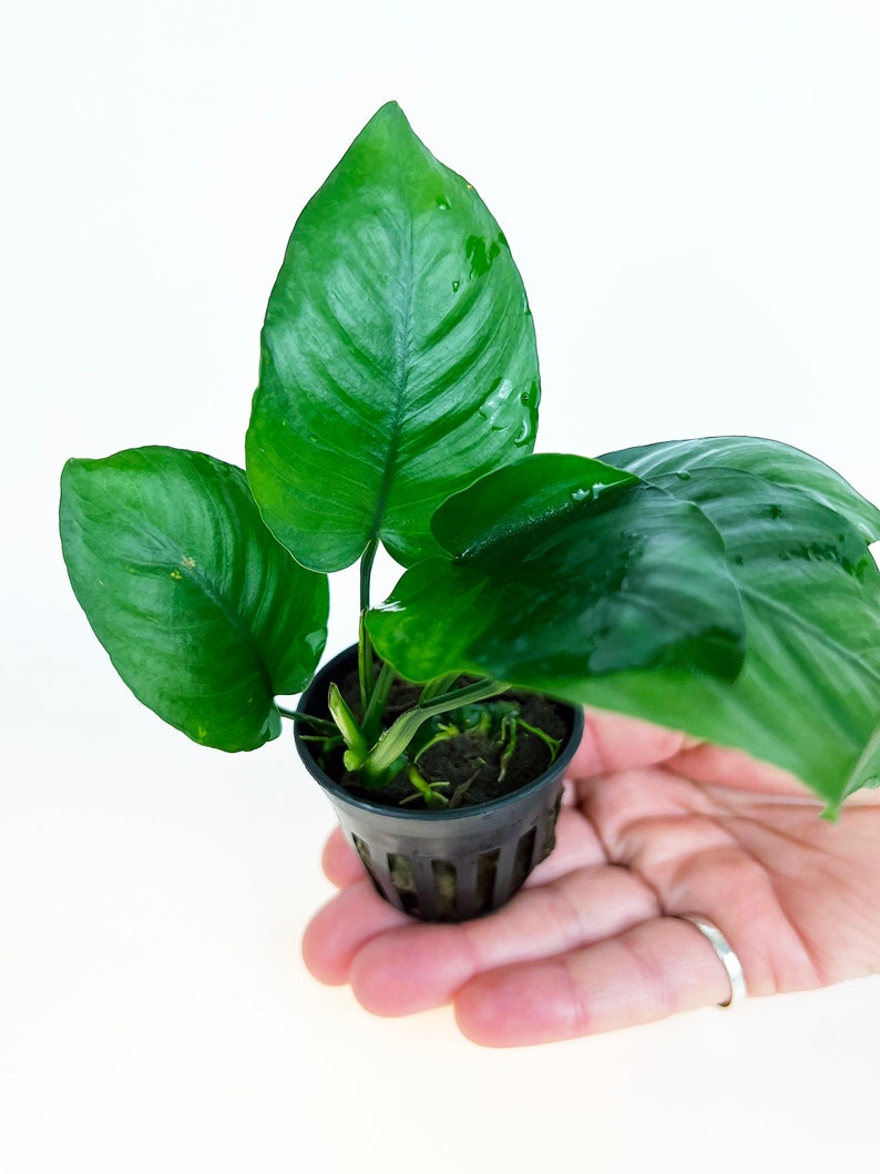 Anubias Barteri Broad Leaf 1 pot Aquatic Live Plants Perfect to all size tanks. Free Shipping Green Garden Corner image 3