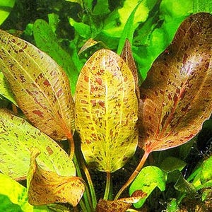 May include: Close-up of aquatic plant leaves. The leaves are a mix of green and brown with reddish-brown spots. The leaves have a smooth texture and are surrounded by other green plants.