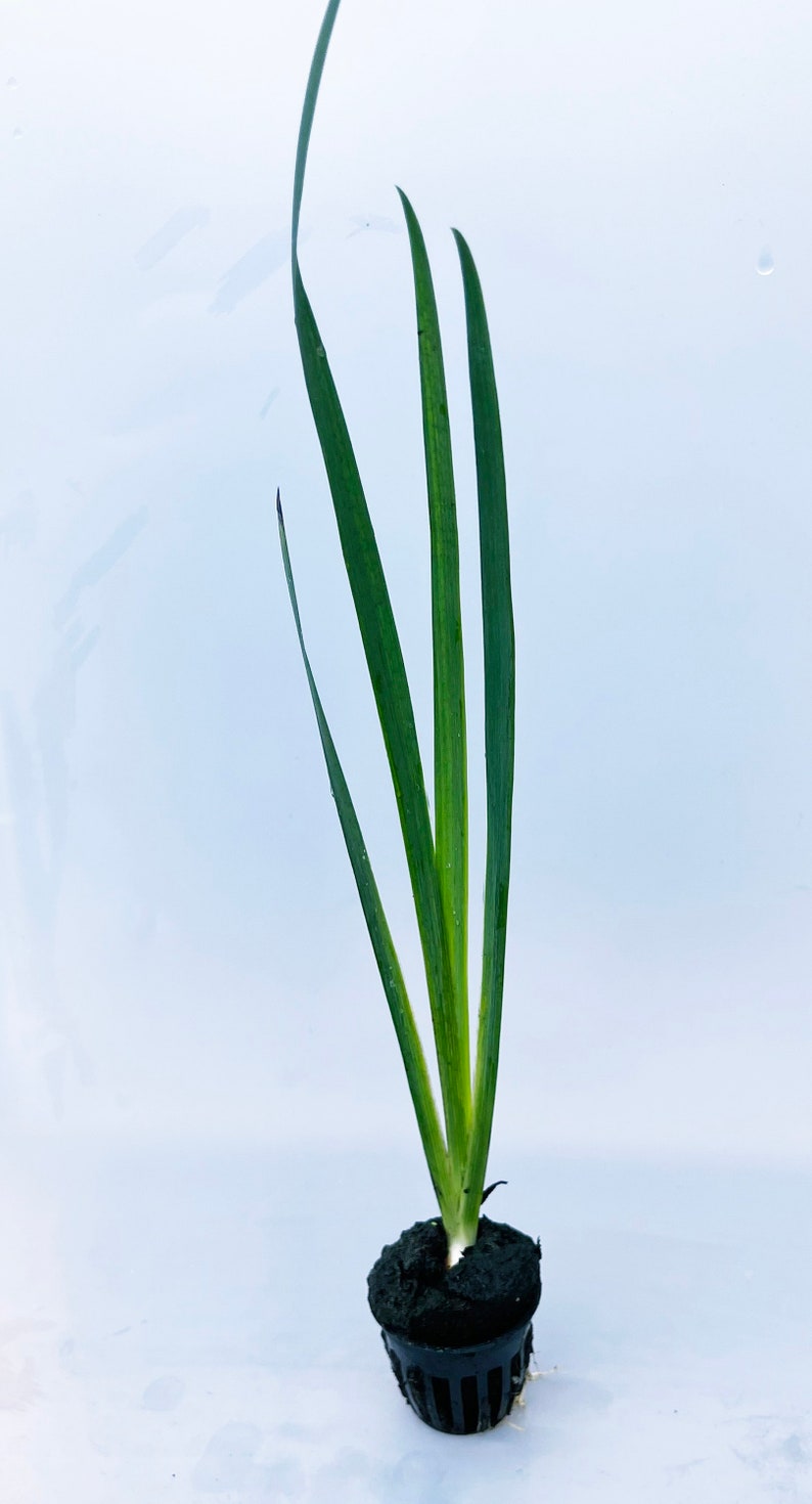 GreenGardenCorner Gamecock Louisiana Iris Plant - Thumbnail 3