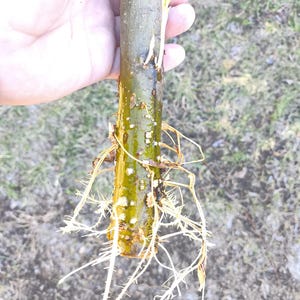 Hybrid Willow Rooted Cutting: Fast Growing Austree Tree Live Plant. Large-diameter cutting