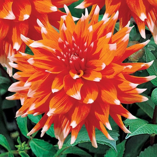 Dahlia Color Spectacle | Captivating Dahlias | Nature's Masterpiece | Coral-orange Flowers with white petal tips | Green Garden Corner