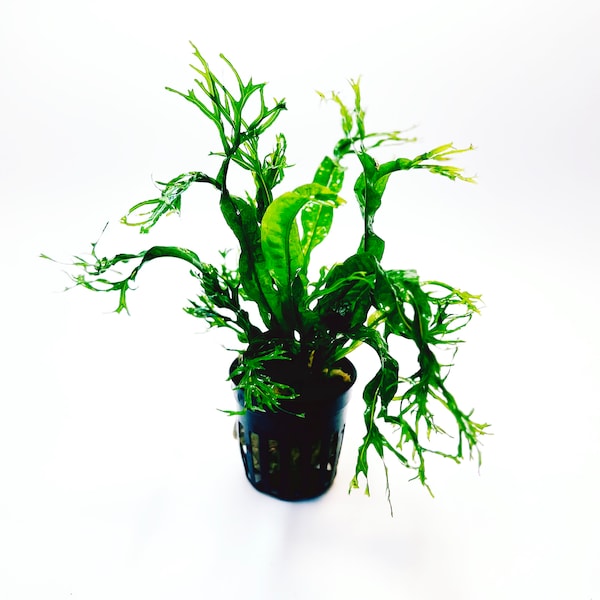 Microsorium Windelov - Nature's Elegance in Leaf Color and Form- Aquatic Live Plants to all size tanks. Free Shipping| Green Garden Corner