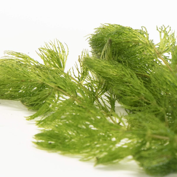 HORNWORT -Perfect for tanks and ponds. Freshwater Aquatic Live Plants SUPER PRICE!! Free Shipping!!!!!!!!