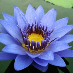 Water Lily Blue Flowers Tropical Blue Live Tuber for pond  FREE SHIPPING!!!! | Pond Live Plants | Green Garden Corner