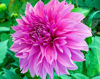Dahlia Lavender Perfection | Captivating Dahlias | Nature's Masterpiece |  Flower heads is purple | Holland BULBS | Green Garden Corner