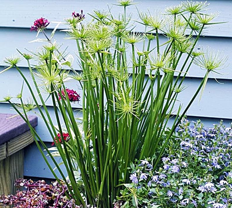 GreenGardenCorner Dwarf Papyrus Pond Plant - Thumbnail 2