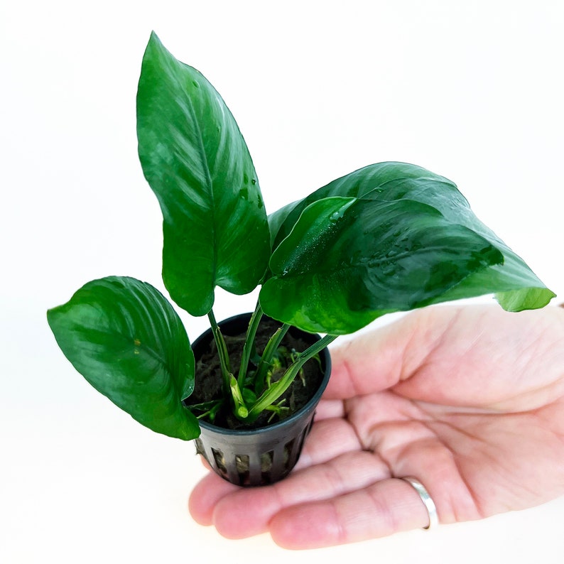 Anubias Barteri Broad Leaf 1 pot Aquatic Live Plants Perfect to all size tanks. Free Shipping Green Garden Corner image 4
