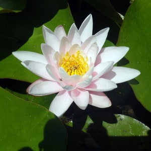 White Water Lily &#39;Colosea&#39;: Hardy Pond Plant Tuber
