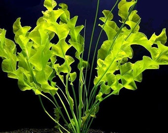 APONOGETON ULVACEUS 1 BULB - Aquatic Live Plants Perfect to all size tanks. Free Shipping !!!! | Green Garden Corner