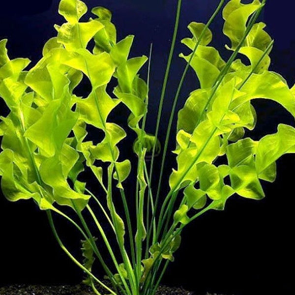 APONOGETON ULVACEUS 1 BULB - Aquatic Live Plants Perfect to all size tanks. Free Shipping !!!! | Green Garden Corner