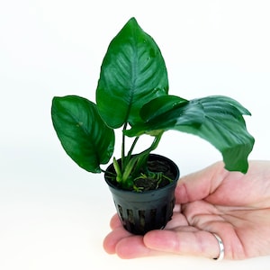 Anubias Barteri Broad Leaf 1 pot Aquatic Live Plants Perfect to all size tanks. Free Shipping Green Garden Corner image 1