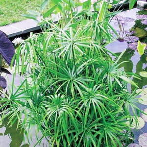 UMBRELLA POND PLANT plant for pond | free shipping !! | Pond Live Plants | Green Garden Corner