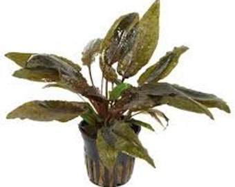 Cryptocoryne Tropica 1 pot- Aquatic Live Plants Perfect to all size tanks. Free Shipping !!!! | Green Garden Corner