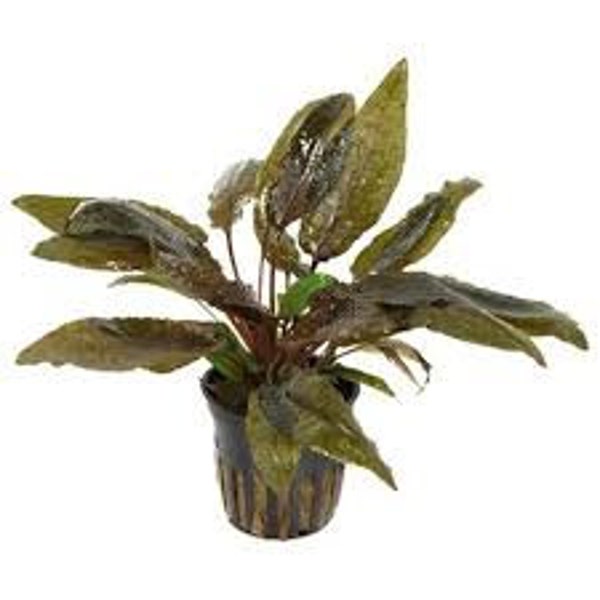 Cryptocoryne Tropica 1 pot- Aquatic Live Plants Perfect to all size tanks. Free Shipping !!!! | Green Garden Corner