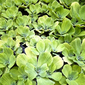 May include: A dense cluster of floating water lettuce plants featuring vibrant light green, velvety, rosette-shaped leaves with prominent parallel veins. The aquatic plants are tightly packed together, creating a textured, overlapping surface.