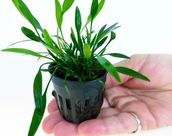 Cryptocoryne Parva 1 pot- Aquatic Live Plants Perfect to all size tanks. Free Shipping !!!! | Green Garden Corner