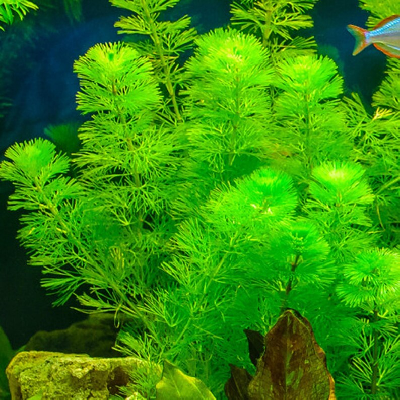 Cabomba Green Aquarium Plant: Lush Underwater Haven - 5-6 Stems - Etsy