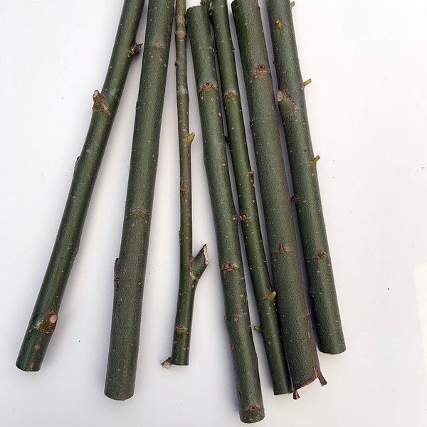 50 Hybrid Willow Tree Cuttings: Fast Growing Austree Willow
