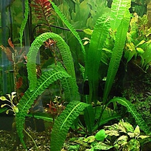 APONOGETON BOIVINIANUS 1 PLANT - Aquatic Live Plants Perfect to all size tanks. Free Shipping !!!! | Green Garden Corner