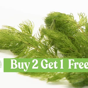 Hornwort Aquatic Plant: Freshwater Aquarium & Pond - Buy 2 Get 1 Free