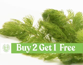 Hornwort Aquatic Plant: Freshwater Aquarium & Pond - Buy 2 Get 1 Free