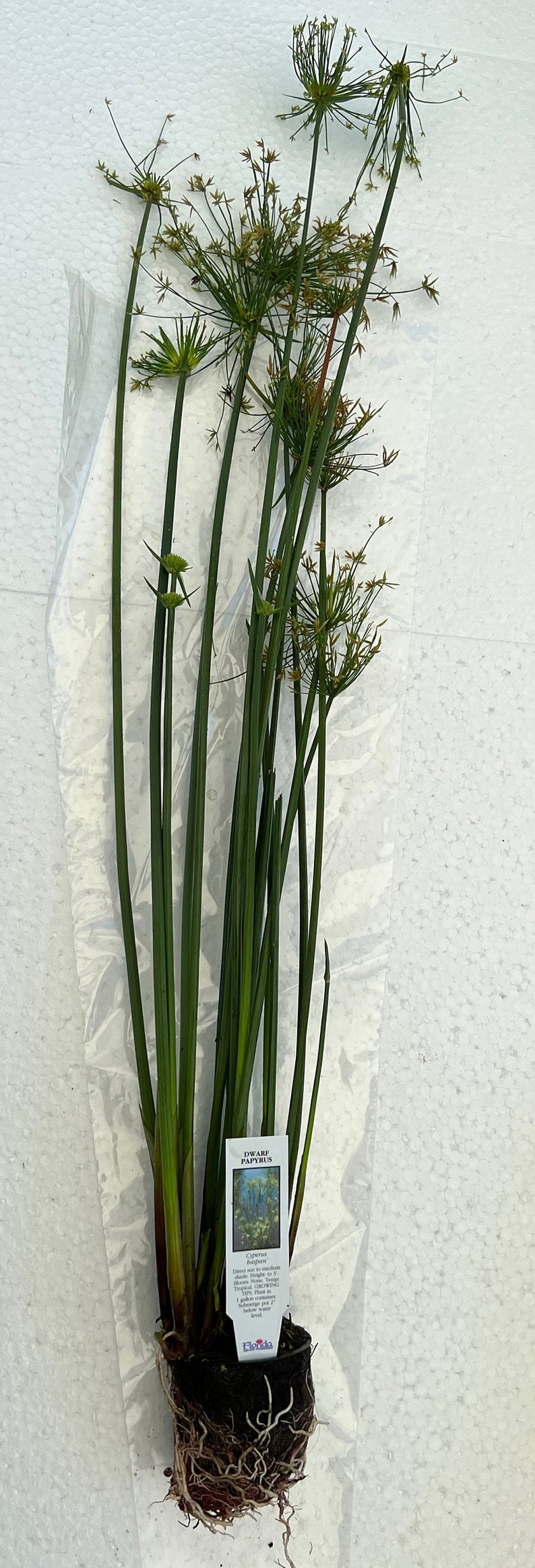 GreenGardenCorner Dwarf Papyrus Pond Plant - Thumbnail 3