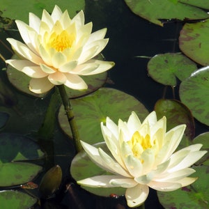 Water Lily Yellow Flowers  INNER Light Live Tuber for pond | FREE SHIPPING!! | Pond Live Plants | Green Garden Corner
