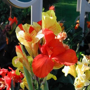 May include: A close-up of a cluster of red and yellow canna lilies. The flowers have a spotted pattern and are in full bloom.