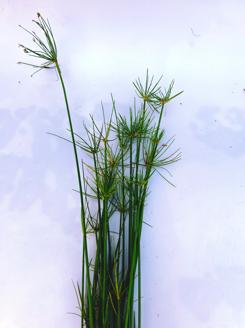 GreenGardenCorner Dwarf Papyrus Pond Plant