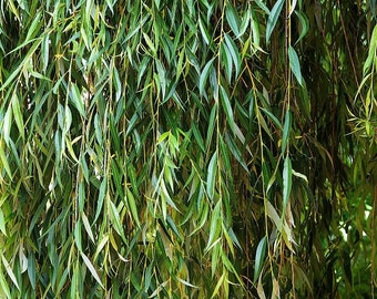 10 + 1 FREE Weeping Willow Cuttings is the a great accent in your garden. Free Shipping!!!!!!!! Green Garden Corner.