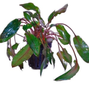 May include: A potted red and green aquatic plant with long, thin stems and leaves. The plant is in a small black pot with drainage holes.