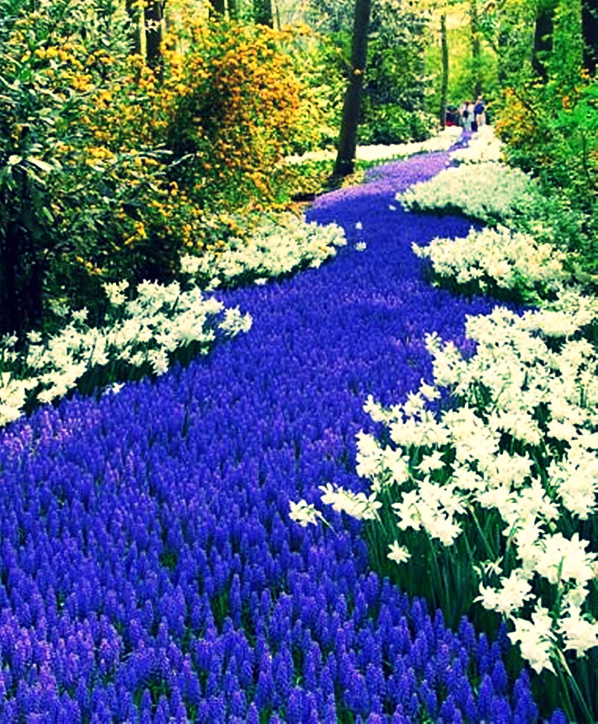 Muscari Armeniacum Grape Hyacinth Bulbs: Vibrant Blue Spring Flowers - Etsy