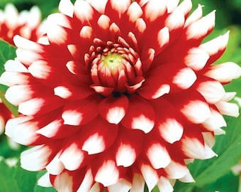 Dahlia Duet | Captivating Dahlias | Nature's Masterpiece | Red Flowers with white petal tips | Holland BULBS | Green Garden Corner