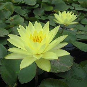 Yellow Water Lily Tuber &#39;Joey Tomocik&#39; - Pond Live Plant Tuber- Hardy Blooms