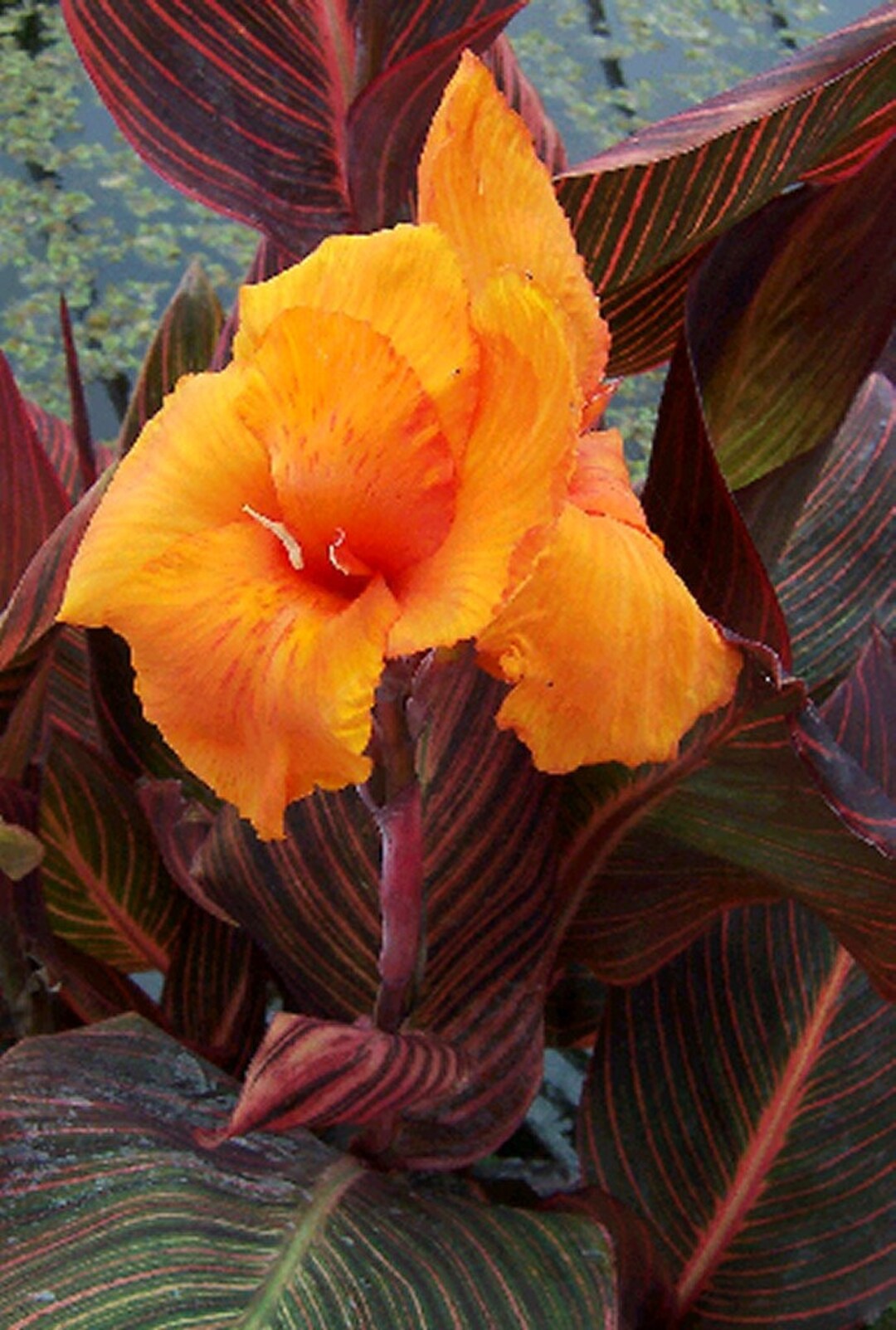 canna出品 Canna African Sunset Plant: Variegated Foliage, Orange Flowers - Etsy