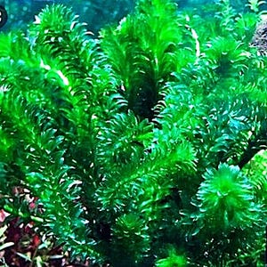 May include: Close-up of vibrant green aquatic plant with dense, feathery foliage. The plant has a lush, full appearance, with multiple stems and leaves. The bright green color suggests healthy growth, suitable for aquarium or pond environments.