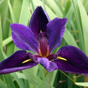 May include: A vibrant purple iris flower with yellow accents blooms against a backdrop of green foliage.