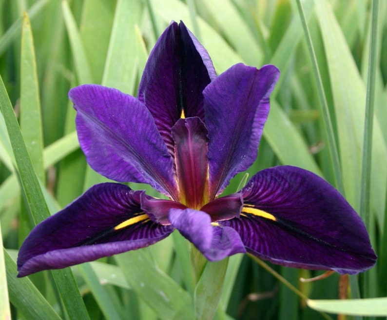 GreenGardenCorner Gamecock Louisiana Iris Plant - Thumbnail 2