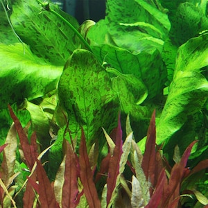 May include: Close-up of aquatic plants with vibrant green and reddish-brown leaves. The large, textured green leaves have darker mottled patterns. The reddish-brown leaves are long and pointed, creating a contrast in color and texture.