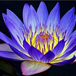 Water Lily Blue Flowers Blue King Live Tuber for pond  FREE SHIPPING!!!! | Pond Live Plants | Green Garden Corner
