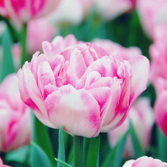Foxtrot Tulip Bulbs | Peony-Like Pink Flowers