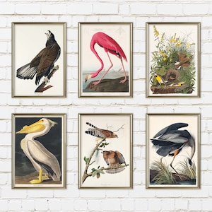 John Audubon Gallery Wall Set von 6 Bird Print Museum Ausstellung Bundle Herunterladbare Poster John James Audubon Vintage Bird Print